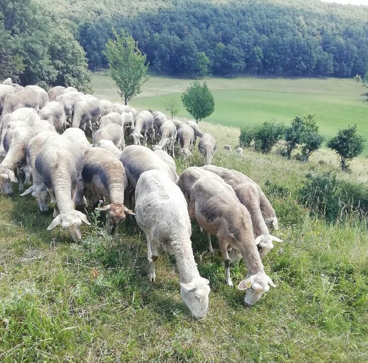 Zum Wohl der Tiere nutzt swing2sleep nur Museling freie Wolle